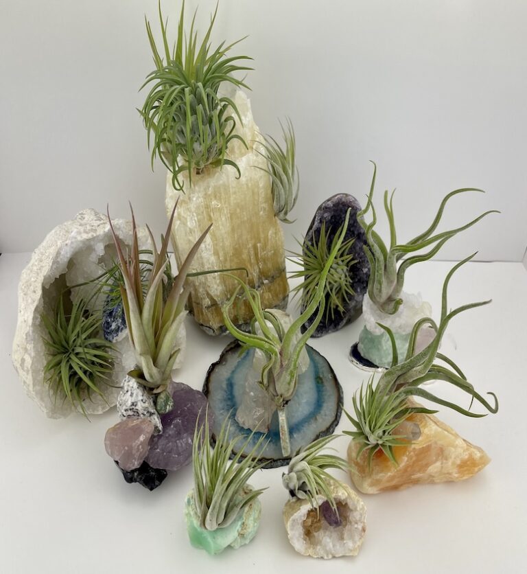 Various plants growing from different gemstones.